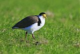 Masked Lapwing